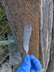 Aphelocoma californica