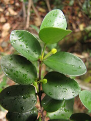 Cyclophyllum jasminifolium