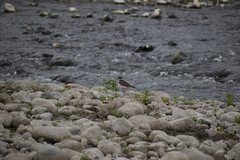 Charadrius vociferus