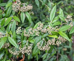 Cotoneaster × watereri