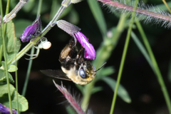 Anthophora montana