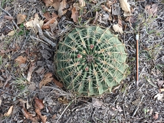 Ferocactus macrodiscus macrodiscus