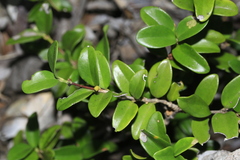 Cyclophyllum jasminifolium