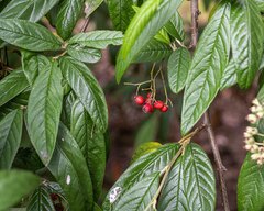 Cotoneaster × watereri