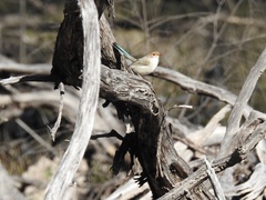 Malurus splendens melanotus