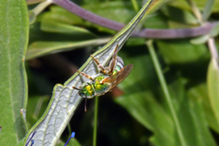 Agapostemon melliventris