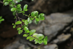 Cyclophyllum jasminifolium