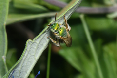 Agapostemon melliventris