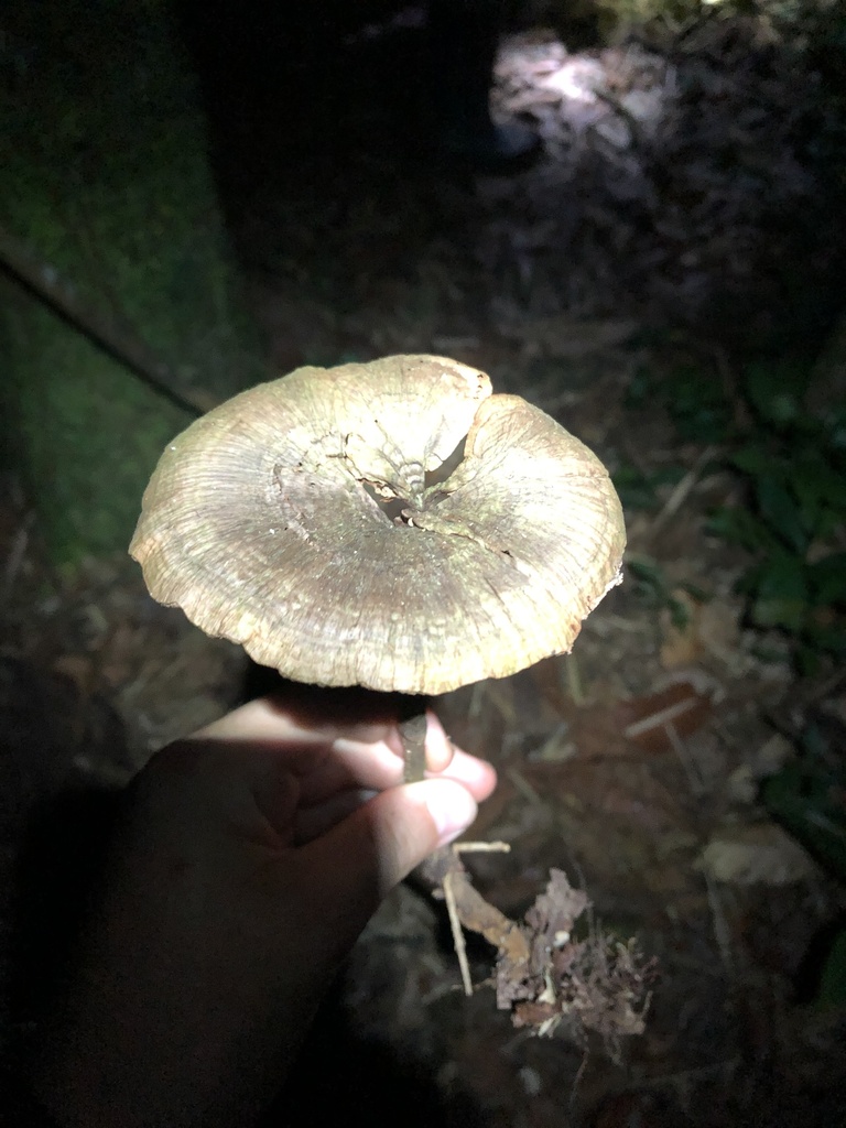 Lentinus substrictus · November 2019 · photo: © blazeclaw (iNaturalist, cc-by)