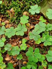 Oxalis montana image