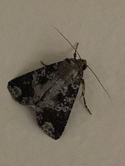 Condica cupentia