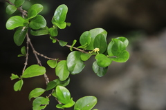 Cyclophyllum jasminifolium