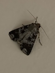 Condica cupentia