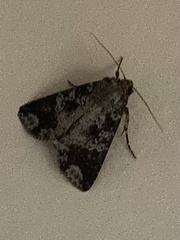 Condica cupentia