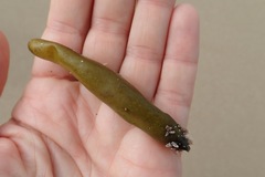 Halosaccion glandiforme