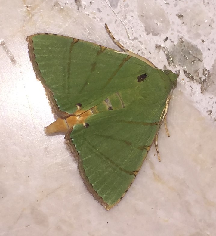 Eulepidotis punctilinea