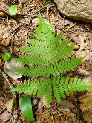 Dryopteris campyloptera image