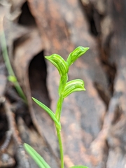 Pterostylis prasina