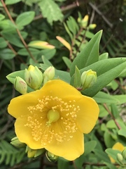 Hypericum hookerianum
