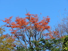 Erythrina mulungu