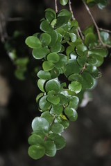 Cyclophyllum jasminifolium