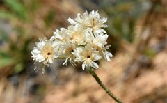 Antennaria argentea