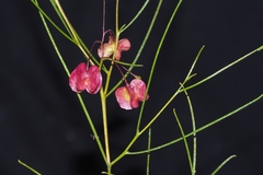 Dodonaea filifolia