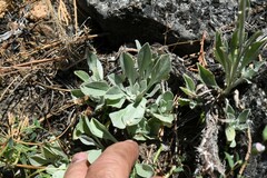 Antennaria argentea