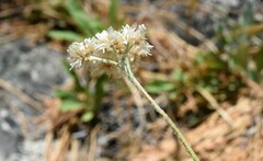 Antennaria argentea