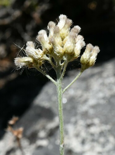 silver pussytoes (Antennaria argentea)
