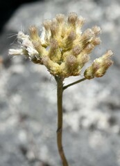 Antennaria argentea