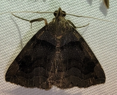 Zanclognatha laevigata