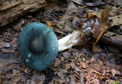 Clitocybe glaucoalba