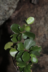 Cyclophyllum jasminifolium