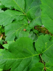 Rilaena triangularis