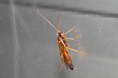 Opheltes glaucopterus