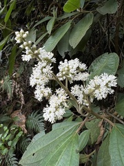 Miconia cataractae