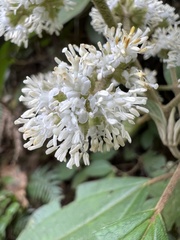 Miconia cataractae