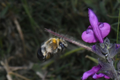 Anthophora montana