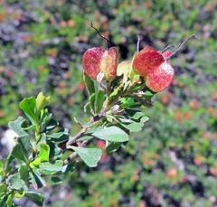 Dodonaea biloba
