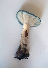Clitocybe glaucoalba