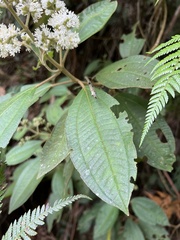 Miconia cataractae