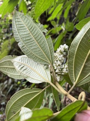 Miconia cataractae