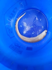 Gymnothorax saxicola