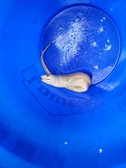 Gymnothorax saxicola