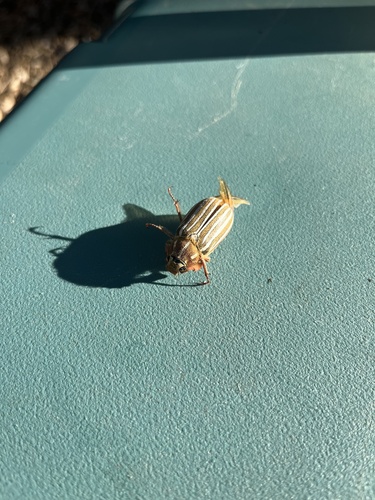iNaturalist observation photo of Ten-lined June Beetle