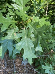 Quercus