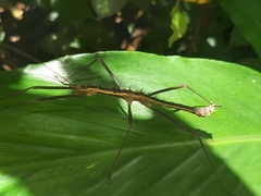 Neohirasea