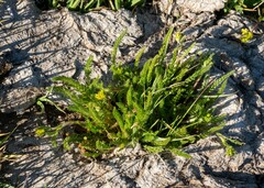 Ivesia campestris