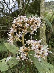 Critoniopsis bogotana